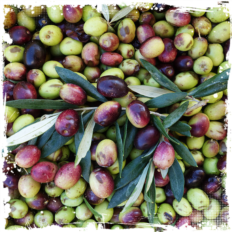 Premium Tunisian Organic Extra Virgin Olive Oil